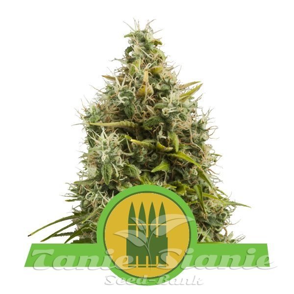Royal AK Automatic 1+1 - ROYAL QUEEN SEEDS 