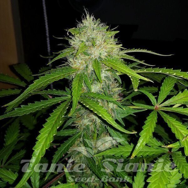 Royal Dwarf Auto 1+1 - ROYAL QUEEN SEEDS 