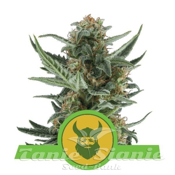 Royal Dwarf Auto 1+1 - ROYAL QUEEN SEEDS 