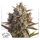 Auto Blueberry - DUTCH PASSION | TanieSianie.pl