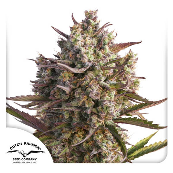 Auto Blueberry - DUTCH PASSION | TanieSianie.pl