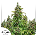 Auto Mazar - DUTCH PASSION