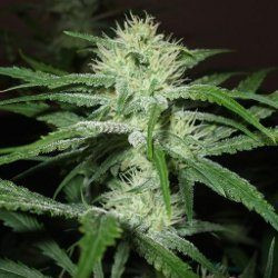C99 - FEMALE SEEDS | TanieSianie.pl
