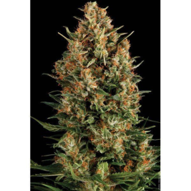 Wembley - PYRAMID SEEDS | TanieSianie.pl