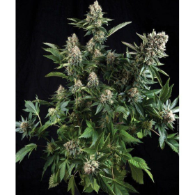 White Widow - PYRAMID SEEDS | TanieSianie.pl