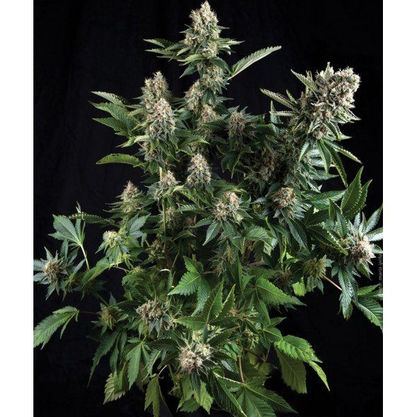 White Widow - PYRAMID SEEDS | TanieSianie.pl