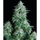 Auto Anubis - PYRAMID SEEDS | TanieSianie.pl