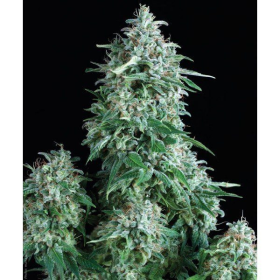 Auto Anubis - PYRAMID SEEDS | TanieSianie.pl