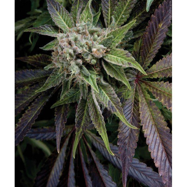 Auto Blue Pyramid - PYRAMID SEEDS | TanieSianie.pl