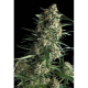 Auto Galaxy - PYRAMID SEEDS | TanieSianie.pl