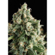 Auto Lennon - PYRAMID SEEDS | TanieSianie.pl