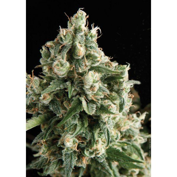 Auto Lennon - PYRAMID SEEDS | TanieSianie.pl