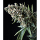Auto Nefertiti - PYRAMID SEEDS | TanieSianie.pl