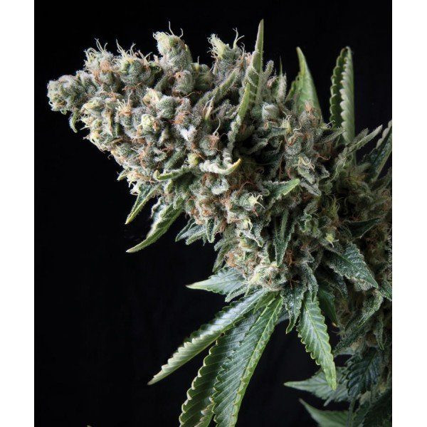 Auto Nefertiti - PYRAMID SEEDS | TanieSianie.pl