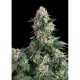 Auto New York City - PYRAMID SEEDS | TanieSianie.pl