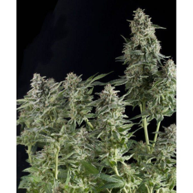 Auto Northern Lights - PYRAMID SEEDS | TanieSianie.pl