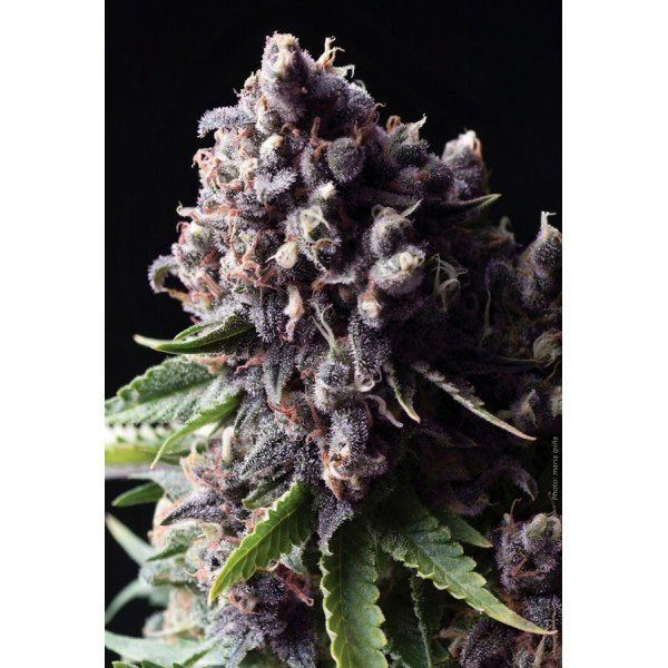 Auto Purple - PYRAMID SEEDS | TanieSianie.pl