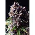 Auto Purple - PYRAMID SEEDS