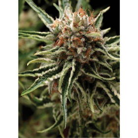 Auto Shark - PYRAMID SEEDS | TanieSianie.pl