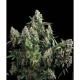 Auto Tutankhamon II - PYRAMID SEEDS | TanieSianie.pl
