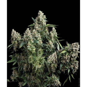 Auto Tutankhamon II - PYRAMID SEEDS | TanieSianie.pl