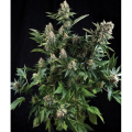 Auto White Widow - PYRAMID SEEDS