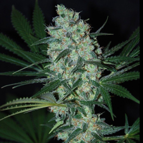 Green Love Potion - SAMSARA | TanieSianie.pl