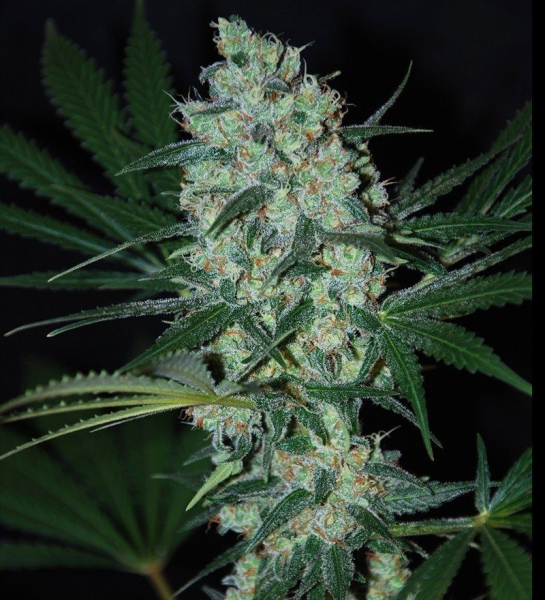 Green Love Potion - SAMSARA | TanieSianie.pl