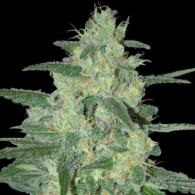 Holy Grail 69 - SAMSARA | TanieSianie.pl