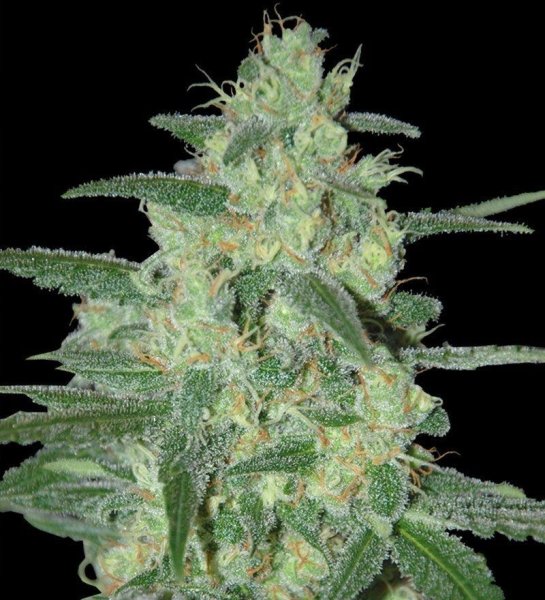 Holy Grail 69 - SAMSARA | TanieSianie.pl