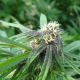 Easy Sativa - FEMALE SEEDS | TanieSianie.pl
