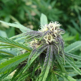 Easy Sativa - FEMALE SEEDS | TanieSianie.pl
