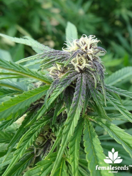 Easy Sativa - FEMALE SEEDS | TanieSianie.pl
