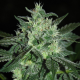 Spicy White Devil - SAMSARA | TanieSianie.pl