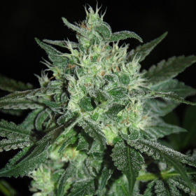 Spicy White Devil - SAMSARA | TanieSianie.pl