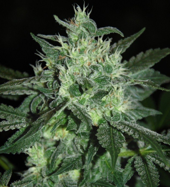 Spicy White Devil - SAMSARA | TanieSianie.pl
