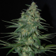 Sweet Black Angel - SAMSARA | TanieSianie.pl