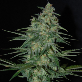 Sweet Black Angel - SAMSARA | TanieSianie.pl
