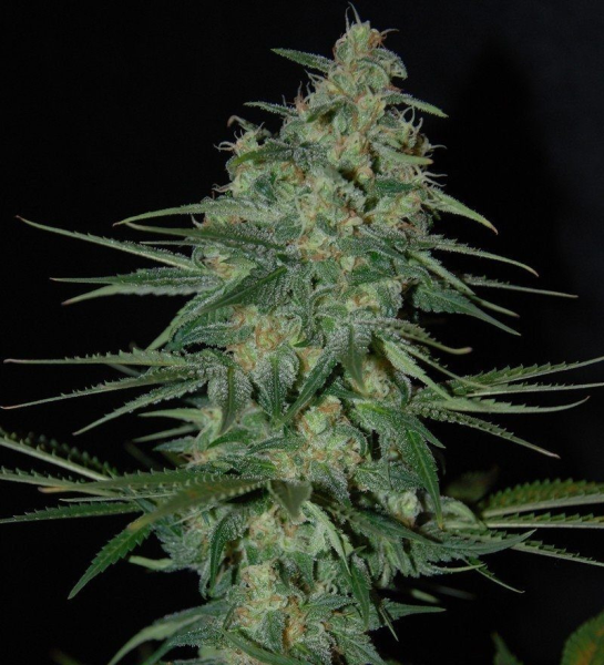 Sweet Black Angel - SAMSARA | TanieSianie.pl