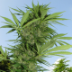 Easy Sativa - FEMALE SEEDS | TanieSianie.pl