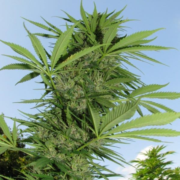Easy Sativa - FEMALE SEEDS | TanieSianie.pl