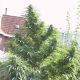 Easy Sativa - FEMALE SEEDS | TanieSianie.pl