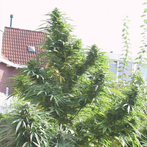 Easy Sativa - FEMALE SEEDS | TanieSianie.pl