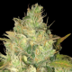 Black Russian - DELICOUS SEEDS | TanieSianie.pl