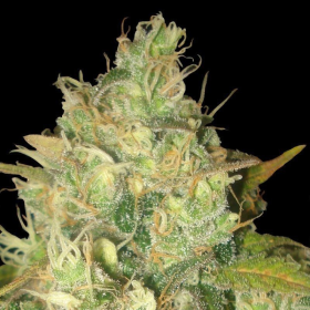 Black Russian - DELICOUS SEEDS | TanieSianie.pl