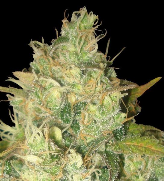 Black Russian - DELICOUS SEEDS | TanieSianie.pl