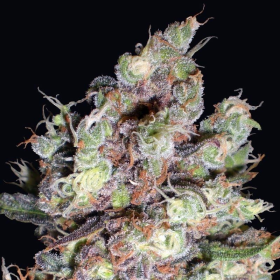 Cotton Candy Kush - DELICOUS SEEDS | TanieSianie.pl