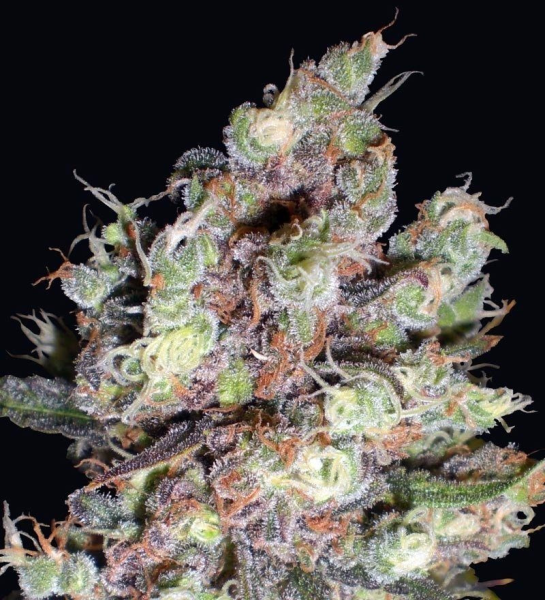 Cotton Candy Kush - DELICOUS SEEDS | TanieSianie.pl