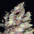 Cotton Candy Kush - DELICOUS SEEDS