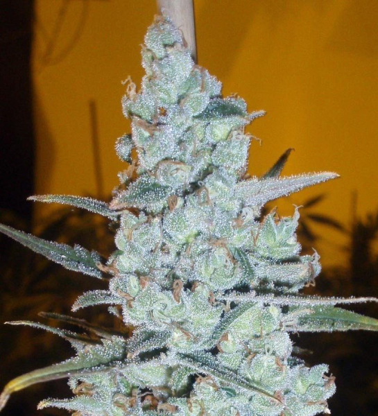 Critical Jack Herer - DELICOUS SEEDS | TanieSianie.pl